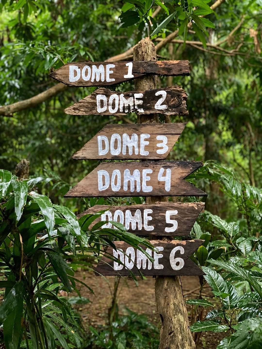 Domescape — exploring the forest surroundings on a morning walk